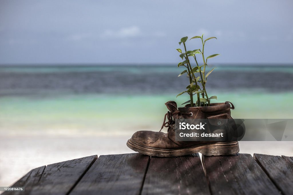 Plant growth in the old shoe on wooden table Old shoe with plant on the wooden table, blue ocean background Agriculture Stock Photo