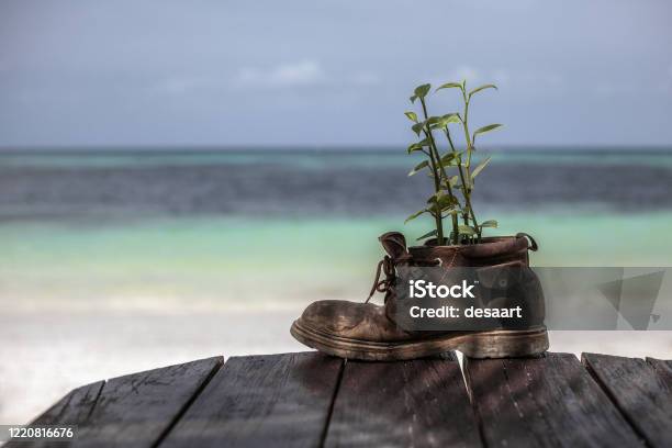 Plant Growth In The Old Shoe On Wooden Table Stock Photo - Download Image Now - Agriculture, Beach, Blue