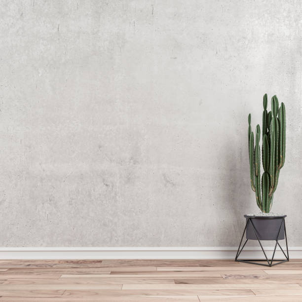 fondo de pared vacío con cactus derecho - poinsettia flower potted plant plant fotografías e imágenes de stock