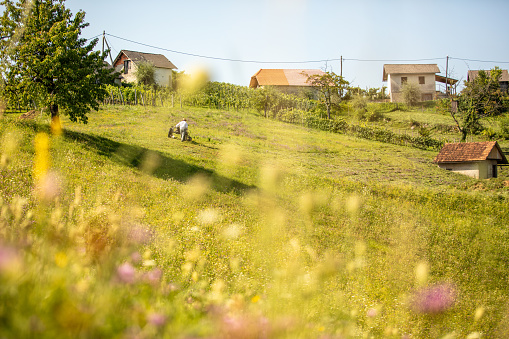 Summer rural landscape with houses and farmer working in field,  Dolenjska,  Slovenia