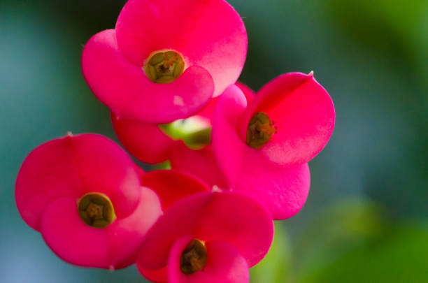 Crown of Thorns macro photography
