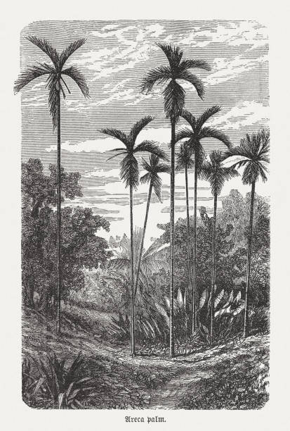 Areca palm tree, wood engraving, published in 1893 Areca - palm tree on the tropical islands of the Philippines, Malaysia, India, Southeast Asia and Melanesia. Wood engraving, published in 1893. areca palm tree stock illustrations
