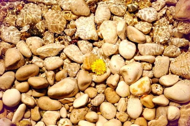 istock Shallow water on a pebble beach with a dandelion flower in the middle 1220819224