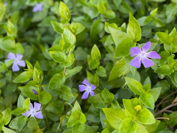 istock Periwinkle flower in early spring, purple flower 1220819892