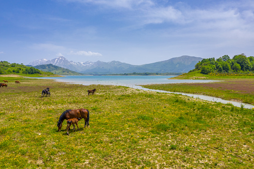 Landscape with view of a group of horses grazing on lake shore with mountains visible in the background, Puglia, Italy