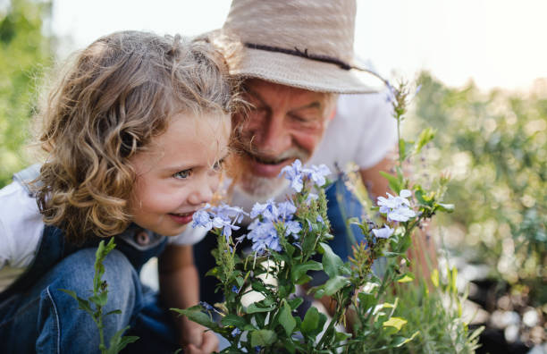 bambina con nonno anziano che fa giardinaggio nel giardino del cortile. - family summer portrait nature foto e immagini stock