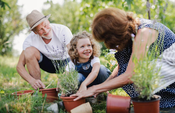 старшие бабушки и дедушки и внучка садоводства во дворе сада. - gardening couple senior adult ethnic стоковые фото и изображения