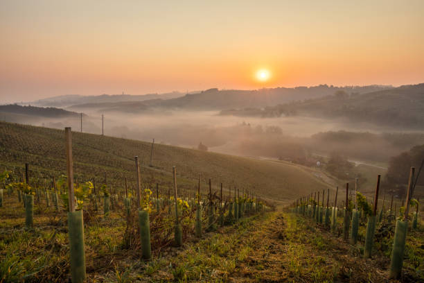 일출, 예루잘렘, 스타제르스카 지역, 슬로베니아의 산비탈에 있는 포도원 - slovenia vineyard grape jeruzalem 뉴스 사진 이미지