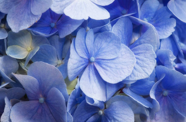 istock beautiful flower with blue petals 1220820534