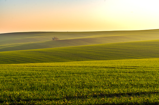 Rolling landscape with vast green agricultural fields at sunrise, Moravia, Czech Republic