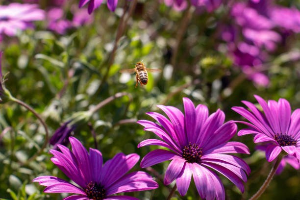 A single bumble bee, the hairs on its body covered with yellow pollen gathers more from a purple chrysanthemum, in a Cape Cod garden