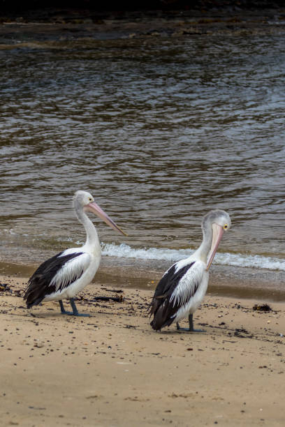 夏の雨の日にオーストラリアのビクトリア州のビーチでペリカンや他の水鳥。 - waterbirds ストックフォトと画像