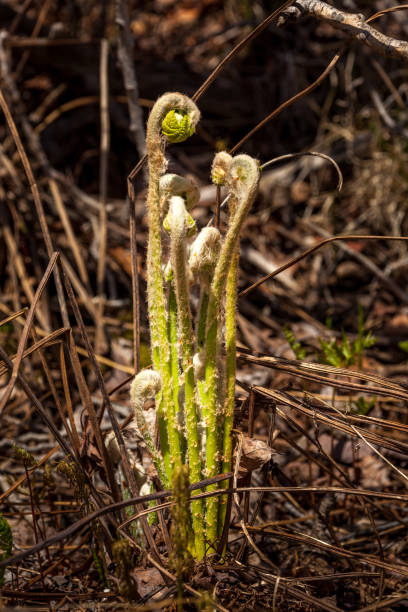 istock Nature waking up after a long winter 1220821681