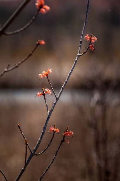 Nature waking up after a long winter