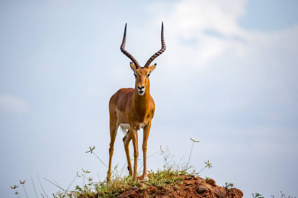 eine schöne antilope steht auf einem hügel - impala stock-fotos und bilder