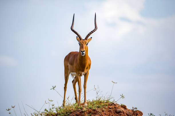 une belle antilope se tient sur une colline - impala photos et images de collection