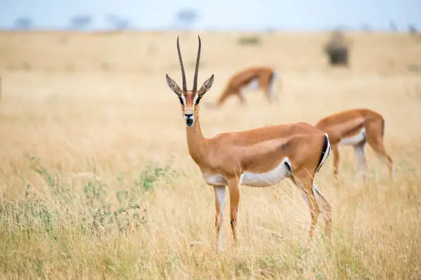 An antelopes in the grassland of the savannah of Kenya in Nairobi, Nairobi County, Kenya