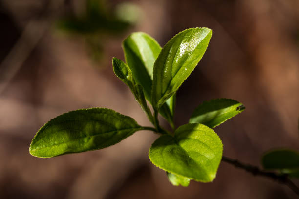 istock Nature waking up after a long winter 1220821930