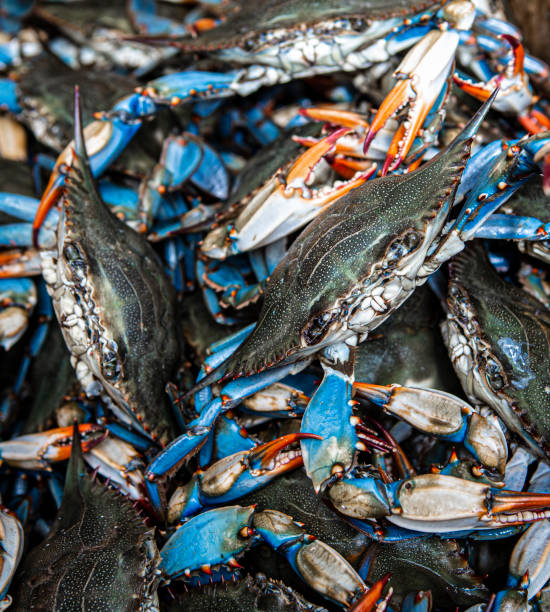 istock Blue crabs caught on the Gulf of Mexico 1220822169