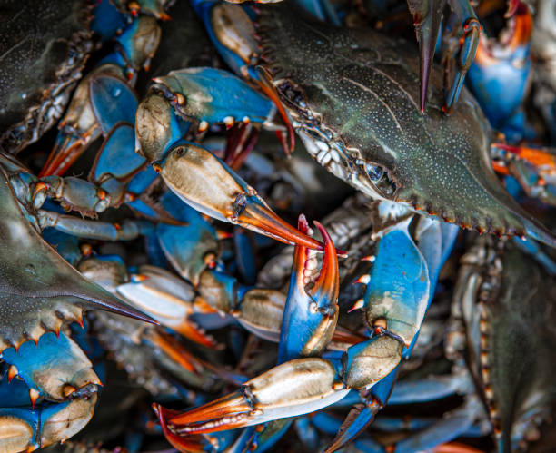 Blue crabs caught on the Gulf of Mexico in Westwego, LA, United States