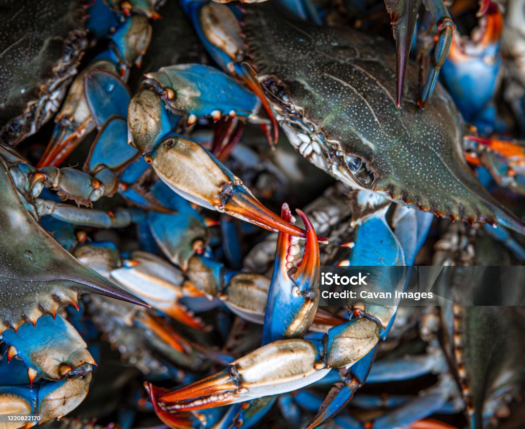 Blue crabs caught on the Gulf of Mexico Blue crabs caught on the Gulf of Mexico in Westwego, LA, United States Blue Crab Stock Photo