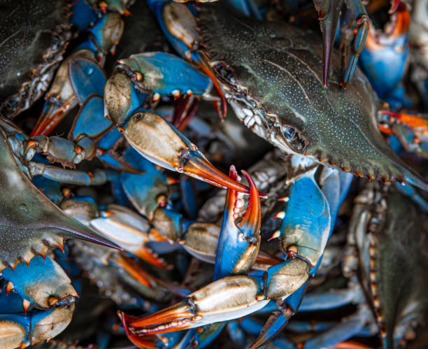 Blue crabs caught on the Gulf of Mexico Blue crabs caught on the Gulf of Mexico in Westwego, LA, United States decapoda stock pictures, royalty-free photos & images