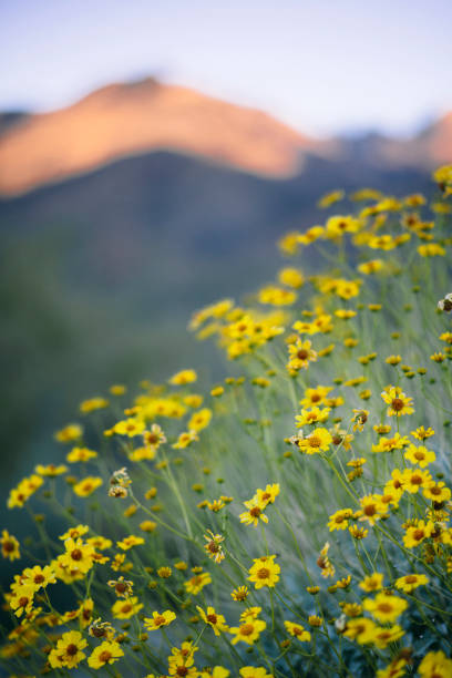 アリゾナ州ツーソンのサビーノキャニオンの砂漠の山々は、脆い茂みの花でいっぱいです。 - brittlebush ストックフォトと画像