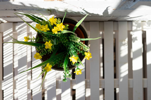 istock Plant with yellow flowers on a white background. 1220823044