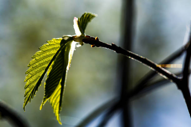 Nature waking up after a long winter