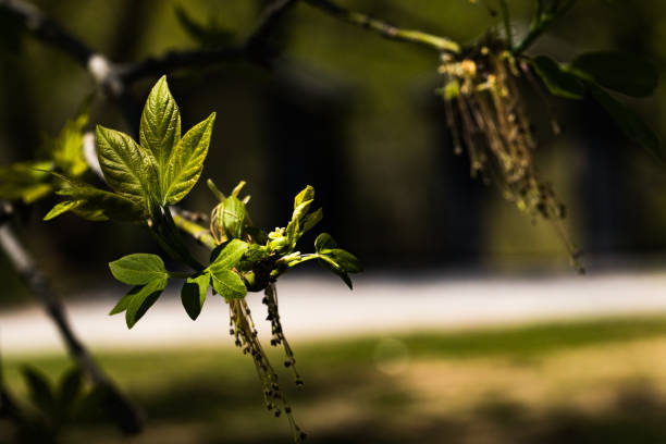 istock Nature waking up after a long winter 1220823144