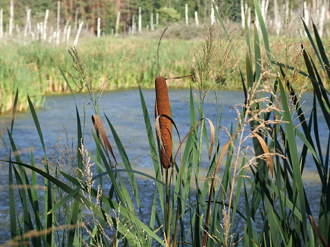 Cattail cob and cane panicles in August. Typha and reed in front of a small forest lake