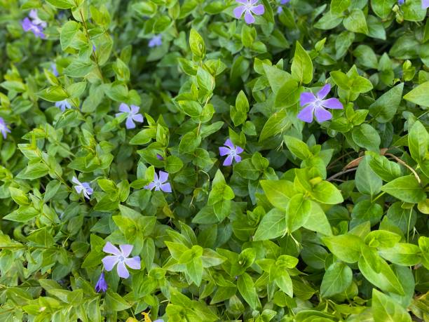 istock Periwinkle flower in early spring, purple flower 1220824062