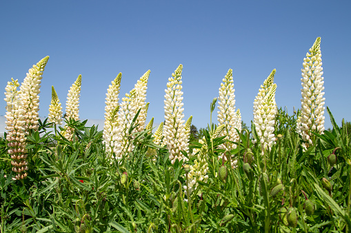 White lupins in the garden, with blue sky as background.