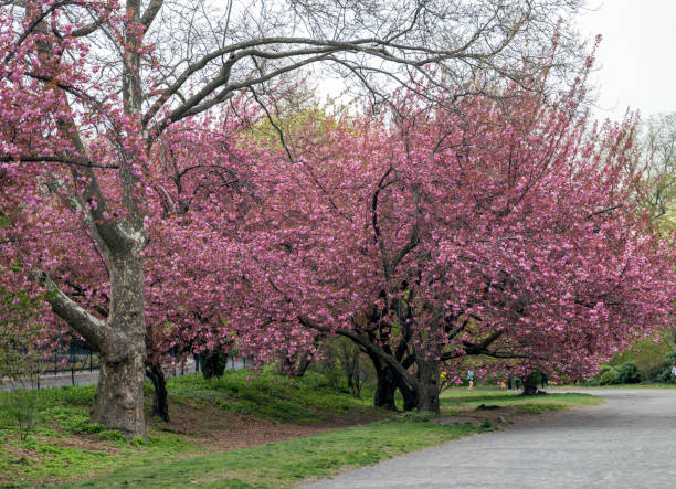 istock Cherry blossoms in New York's Central Park 1220827557
