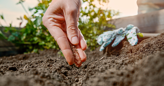 Close-up of the hand of a person planting seeds in the soil