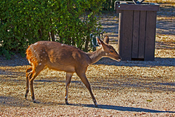 istock Timid female bushbuck in campsite 1220828150