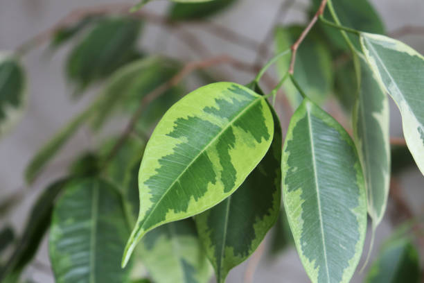 istock Green leaves close up 1220829185