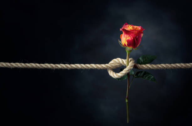 Flores Rotas - Banco de fotos e imágenes de stock - iStock Flores Rotas - Banco de fotos e imágenes de stock - iStock