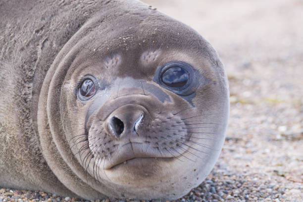 istock Elephant seal on beach close up, Patagonia, Argentina 1220830795