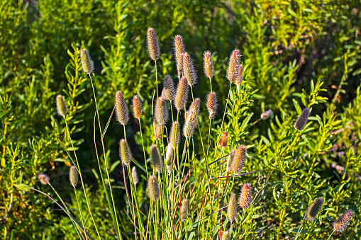 Wild grass seed heads on alien Thimble grass in springtime, Western Cape, South Africa