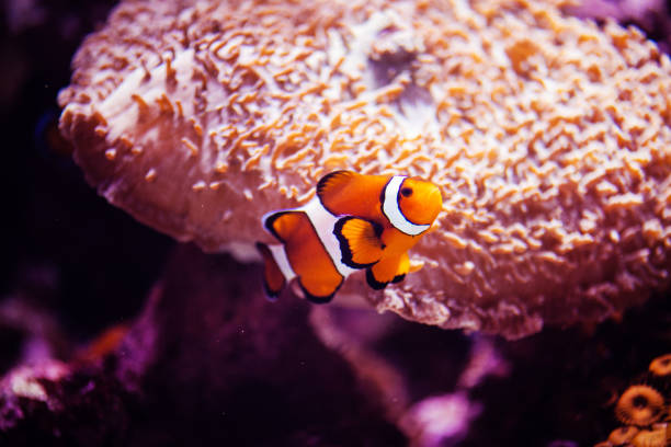 istock Wonderful and beautiful underwater world with corals and tropical fish. 1220832755