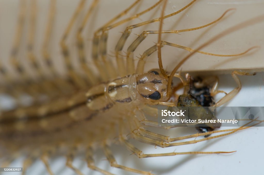 Rết Nhà Scutigera Coleoptrata Cho Ăn Earwig Hình ảnh Sẵn có - Tải ... Image hình ảnh hình ảnh hình ảnh hình ảnh hình ảnh hình ảnh hình ảnh hình ảnh hình ảnh hình ảnh Suarez - Rết Nhà Scutigera Coleoptrata Cho Ăn Earwig Hình ảnh Sẵn có - Tải ...