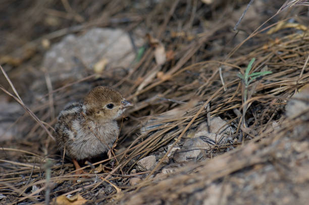 Chick of red-legged partridge Alectoris rufa. El Juncal Ravine. The Nublo Rural Park. Tejeda. Gran Canaria. Canary Islands. Spain.