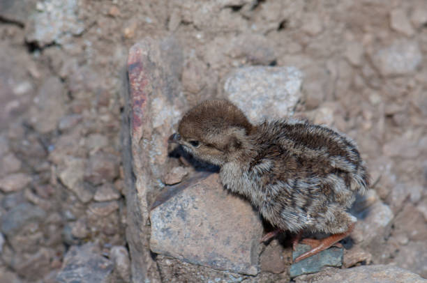 istock Chick of red-legged partridge in El Juncal Ravine. 1220833142
