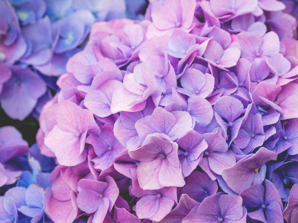 flores de hortensia lila y azul claro. foto de cerca de hermosas flores en el jardín. - lilac bush nature flower bed fotografías e imágenes de stock