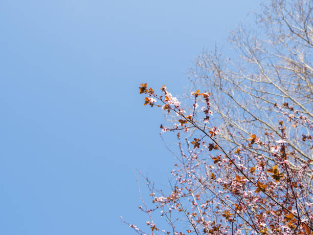 istock Blooming cherry tree. Beautiful white flowers on clear blue sky background. Sunny spring day. 1220834266