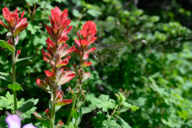 istock Scarlet Paintbrush in Summer with Copy Space 1220834465