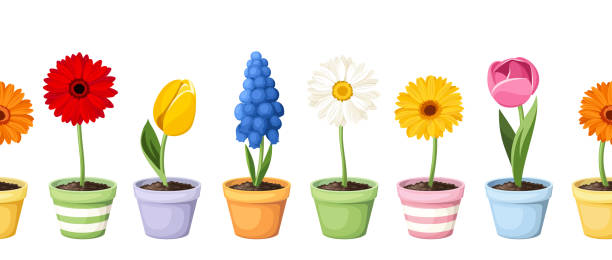 ilustrações, clipart, desenhos animados e ícones de flores coloridas da primavera em vasos. fundo horizontal vetorial sem emendas. - gerbera daisy stem flower head pink