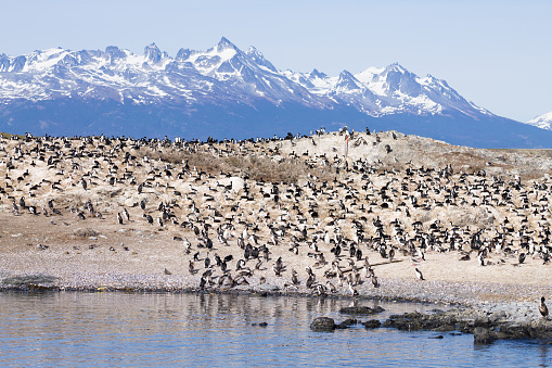 Penguin colony on Beagle channel, Argentina wildlife. Magellanic penguin on nature. Ushuaia