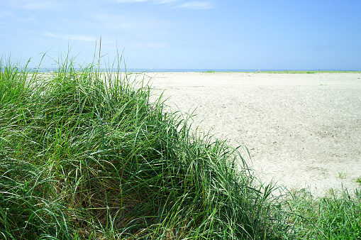 Photo of the Oregon coast during a sunny day. In the foreground are grasses that flourish on the coastal beaches.